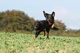 BEAUCERON 529